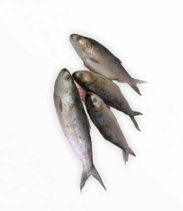 18f427b2 7463 4542 9e88 6e6cc6413da8